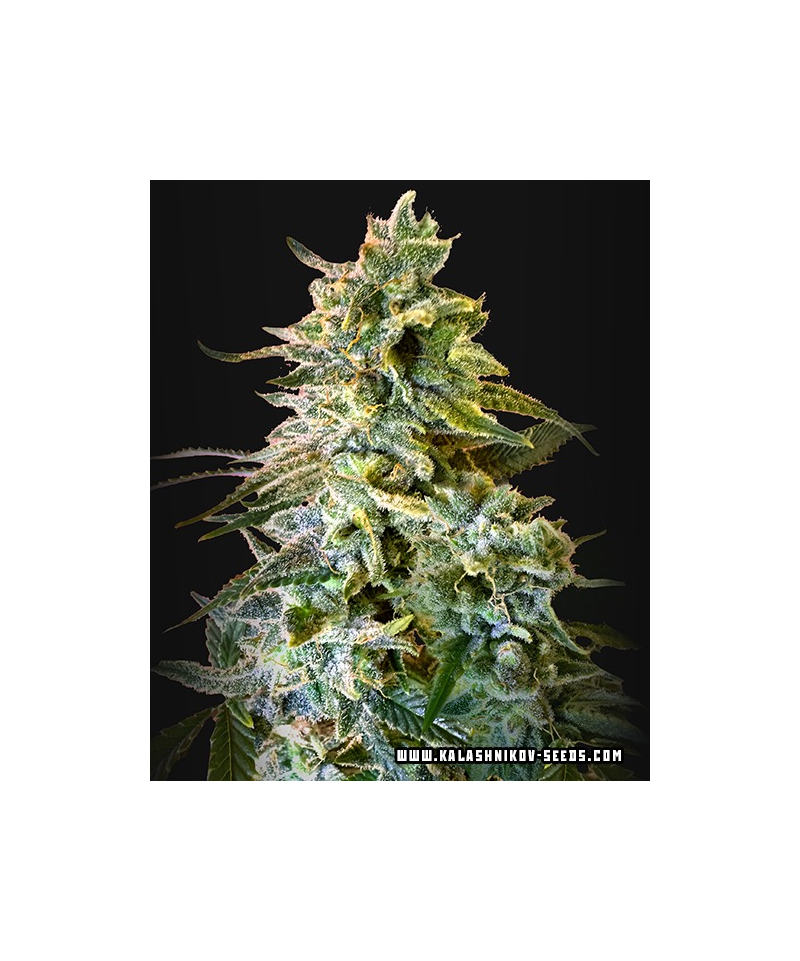 Do-Si-Dos 47 Auto, Фасовка: 3